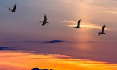 "بعد وصول الطيور المهاجرة" انطلاق موسم صيد البط البري بالشرقية