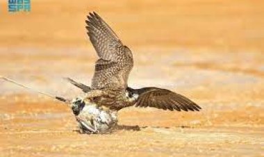 غداً.. انطلاق كأس العلا للصقور بجوائز تصل إلى 60 مليون ريال