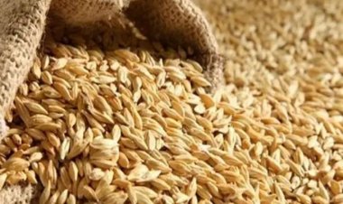 كم سعر طن الأرز الشعير اليوم؟