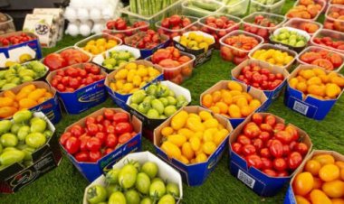 الأكبر بالشرق الأوسط.. تفاصيل إنشاء مُجمع لصناعات الأغذية الزراعية بمدينة السادات