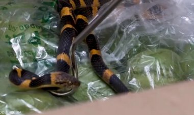 ثعبان ضخم.. حادث مروع في مركز توزيع الفاكهة بأونتاريو كندا