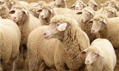 تاريخ عيد الأضحى 2024