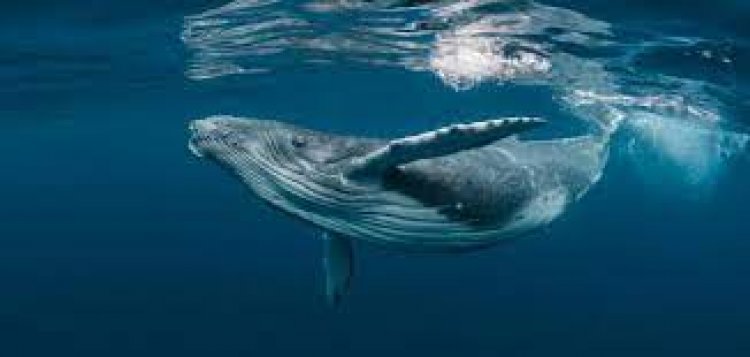 تواصل مبهر مع حوت أحدب.. فريق Whale-SETI يسجل محادثة تاريخية مع توين ملهماً لتطوير الذكاء الحيواني