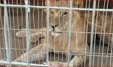 بين أقفاص الأسود الجائعة.. نازحون ينصبون خياما في حديقة حيوانات بغزة