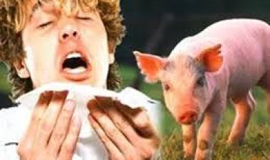 خاص لـ العاصمة.. متحدث الصحة: لم نرصد أي حالات إصابة بـ"أنفلونزا خنازير" في مصر