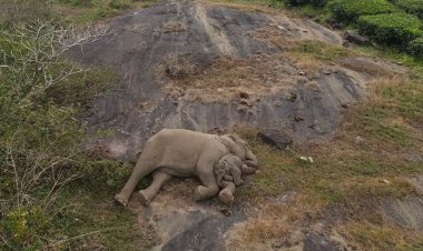 لقاء مؤثر.. فيل صغير يعود لوالدته في محمية أنامالاي بالهند