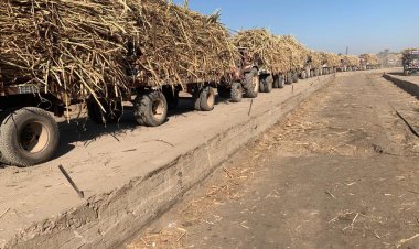التموين: توريد 100 ألف طن قصب من المزارعين بمصانع السكر بالصعيد