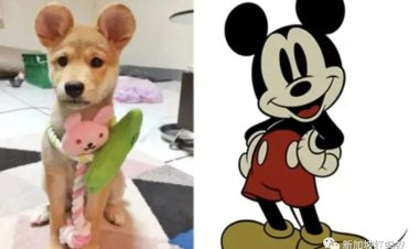 عملية تجميل أذن ميكي للحيوانات الأليفة تثير الجدل في الصين