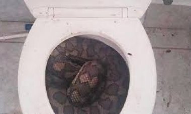 العثور على ثعبان سام في مرحاض عام بأستراليا