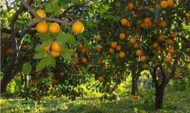 65 ألف طن في أسبوع.. سلامة الغذاء: الموالح تتصدر قائمة الفواكه المصدرة