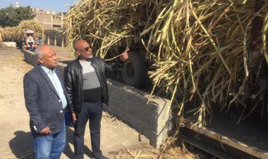 التموين : التعاقد على 34 الف فدان قصب لتوريد 950 الف طن لصالح مصنع ارمنت