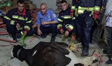 ثور هائج يسبب الذعر في العراق