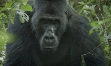 لقاء خطير في أعماق الجنة الخضراء.. مبونجو ورحلة التأقلم مع البشر في  الكونغو