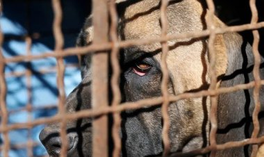 كوريا الجنوبية تمنع أكل لحوم الكلاب