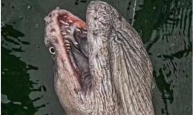 يصل طوله 9 أقدام.. اصطياد وحش بحري مرعب قبالة سواحل أستراليا