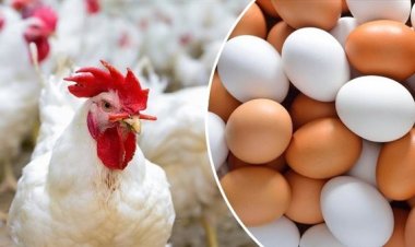 كم سعر كيلو الفراخ البيضاء اليوم في مصر؟