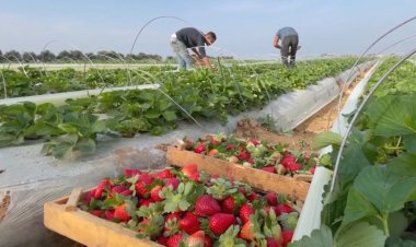 نقيب الفلاحين: مصر الدولة الأولى عالميًا في تصدير الفراولة