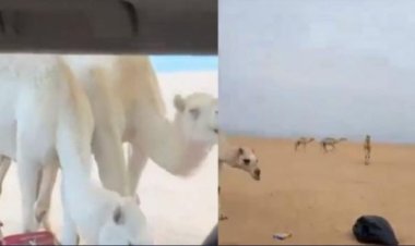 مجموعة من الإبل تسبب حالة ذعر في السعودية