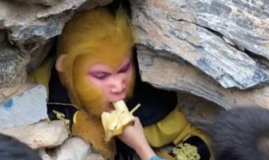 الصين تطلب وظيفة قرد بسعر 842 دولار