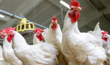 سعر كيلو الفراخ البيضاء اليوم