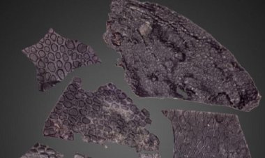 اكتشاف جديد أذهل العلماء .. تعرف عليه