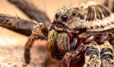 شركة تدفع غرامة  3 مليون دولار والسبب... عنكبوت