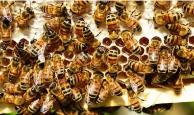 نفوق «3 مليون نحلة» في أمريكا.. والسبب صادم