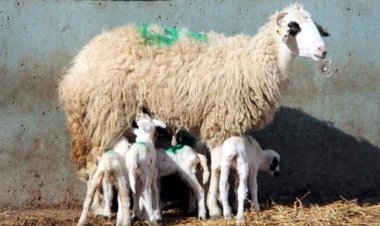 نعجة تلد 6 توائم وتسبب حيرة العلماء