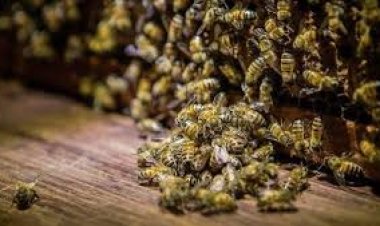 كارثة بيئية في أمريكا تتسبب بفقدان 3 مليون نحلة... وتهدد صحة البشر (تفاصيل)