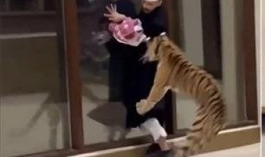 مقطع فيديو لنمر أليف يطارد رجلاً بمنزل فاخر في دبي يثير جدلاً على السوشيال