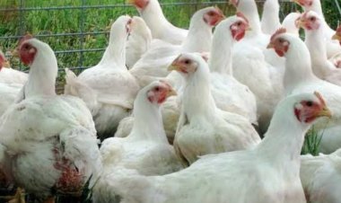 سعر الفراخ البيضاء اليوم الجمعة في الأسواق