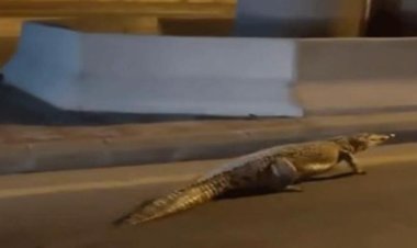 تمساح يجوب شوارع ليبيا ويثير الرعب.. تفاصيل