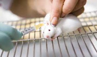 هل يسبب انتشار فيروس جديد.. هروب فأر تجارب يثير الرعب في معمل بشنجهاي