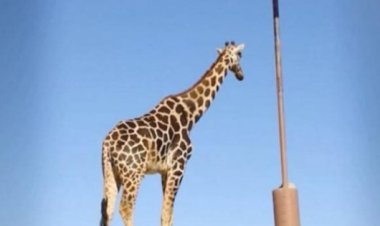 المكسيك تنقذ زرافة من العيش منفردة .. لماذا؟