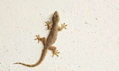 تفسير رؤية البرص في المنام