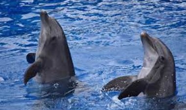 غموض الهجمات.. الدلافين تظهر سلوكًا عدائيًا تجاه خراف البحر الصغيرة في جزر الأنتيل