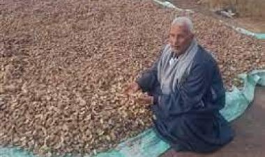 نقيب الفلاحين لـ«العاصمة»: مستحيل منع تصدير البطاطس لأنها تحتل المركز الأول بين الخضراوات