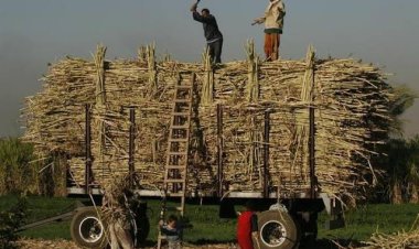 التموين تعلن ارتفاع نسب توريد قصب السكر إلى 1.05 مليون طن