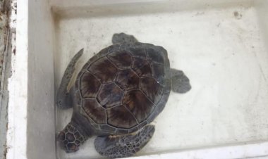 إنقاذ سلحفاة خضراء مهددة بالانقراض بمدينة رأس البر