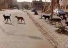  تفاصيل مصرع الطفلة سلسبيل إثر هجوم كلاب ضالة