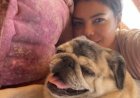 ناهد السباعي تعرب عن حزنها لوفاة كلبها: «كان فرداً من العائلة»