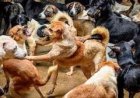 الأزهر يحسم الجدل حول حقيقة فتوى قتـل كلاب الشوارع