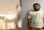 ضبط متهم بالتعدي على حمار بالقليوبية وإحالته للفحص النفسي