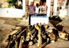 قطعوا شجرتين وباعوهما.. ضبط 3 أشخاص قطعوا الأشجار بالمحلة