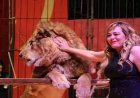 أشهر مدربة أسود في مصر.. فاتن الحلو تغادر المستشفى وتعود إلى دار إقامة كبار الفنانين