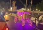 خدهم وجري.. هروب حصان بعروسين خلال حفل زفاف في الإسكندرية