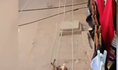 الأمن يكشف ملابسات فيديو إلقاء ماء ساخن على كلب بأسيوط 