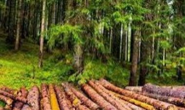 رجل يدفع  مليون دولار بسبب الأشجار.. لماذا؟