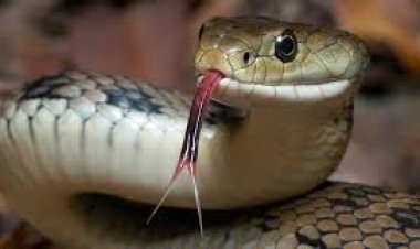 تفسير حلم الثعابين في البيت والخوف منها.. خير أم شر؟