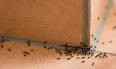 تعرفي علي 5 حلول طبيعية للتخلص من نمل الصيف بسهولة